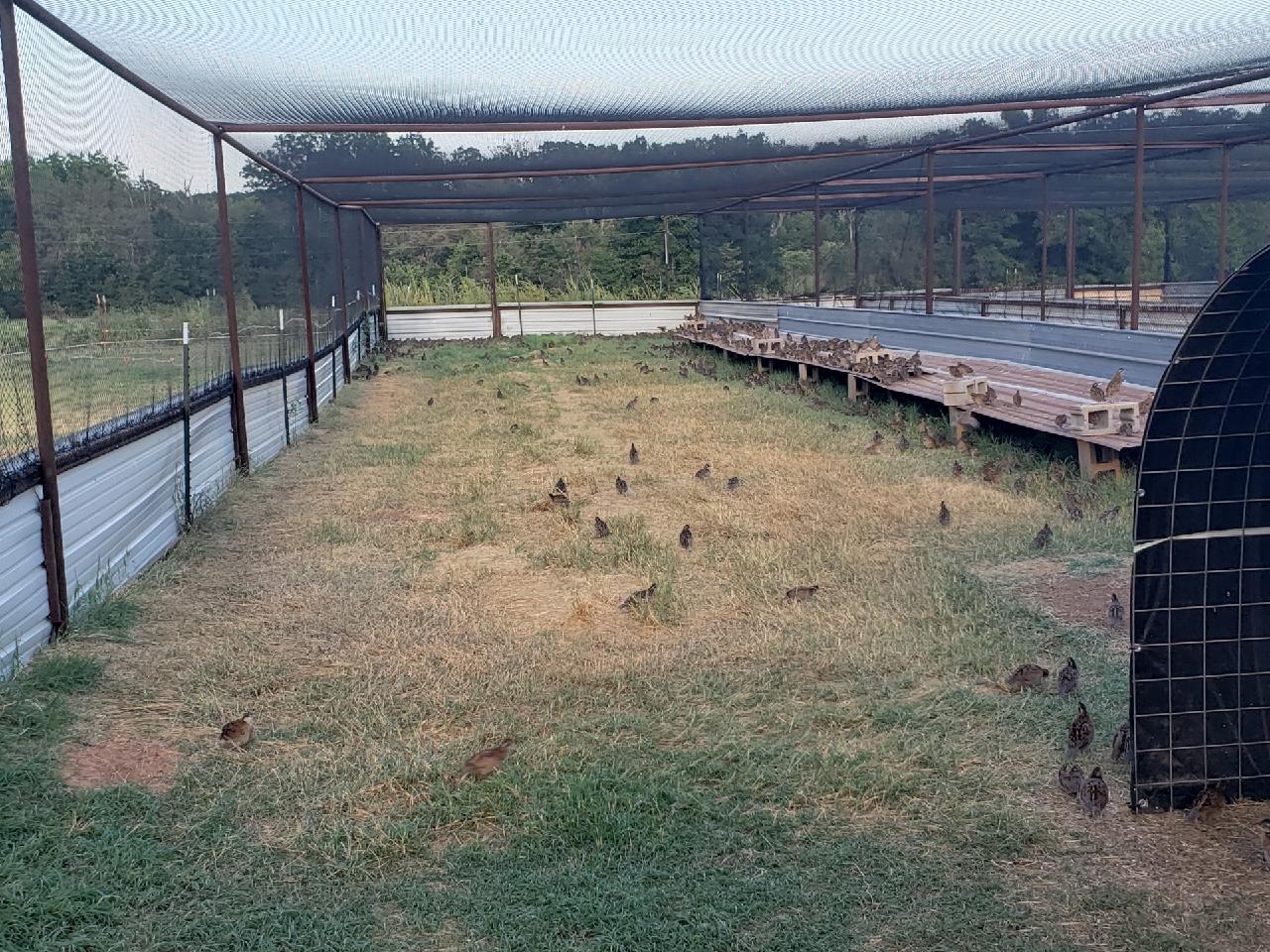 Quail Fly Pen Plans